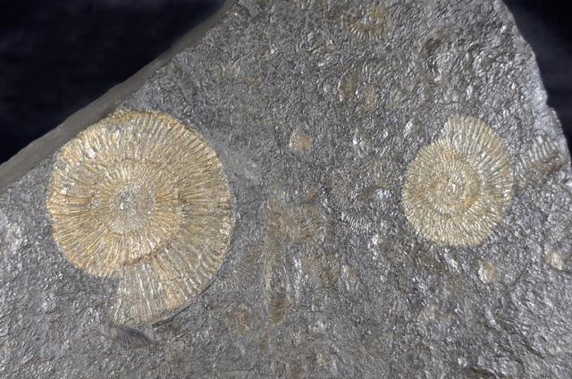 Dactylioceras commune (SOWERBY 1815) - Bild © FossNet FossilienStore